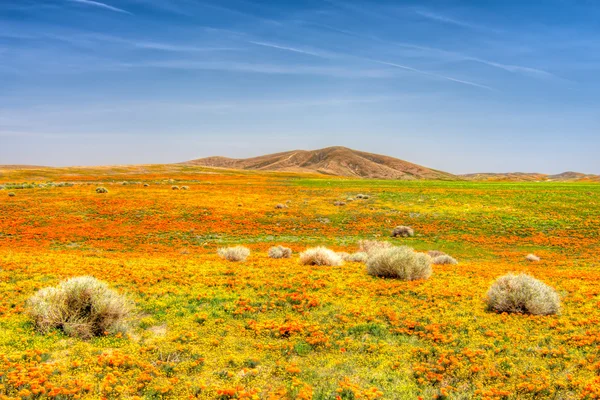 Amapolas del Valle de Antelope — Foto de Stock