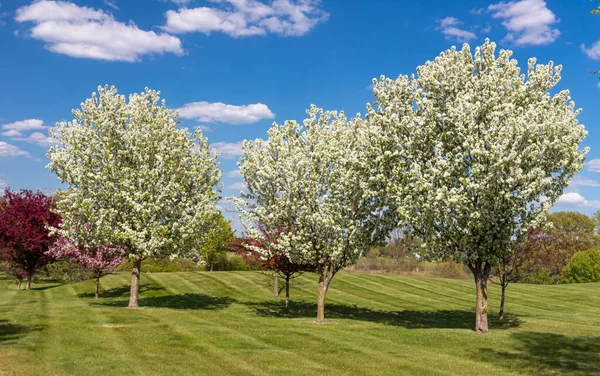Pohon Apel Kepiting Berbunga Cabang Dan Dedaunan Pada Musim Semi — Stok Foto