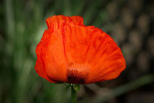 Oriental Poppy Primer Plano Macro Cubierto Rocío Mañana —  Fotos de Stock