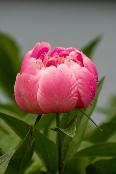 露水覆盖的粉红牡丹花 上有露水 — 图库照片