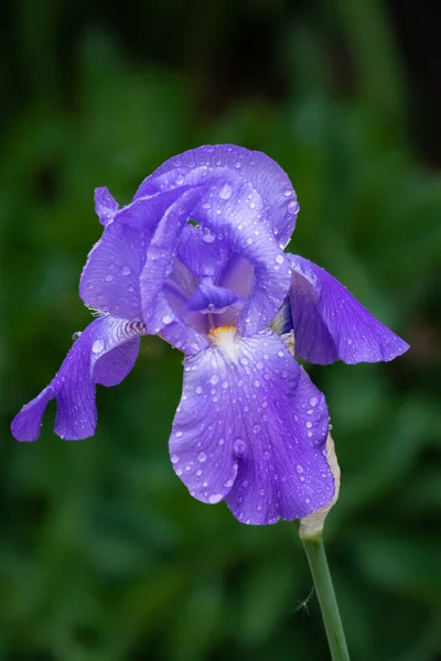 Purple Iris Bedekt Vroege Ochtend Nieuwe Close — Stockfoto