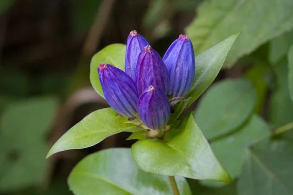 Blühende Enzian Wildblume William Brien State Park — Stockfoto