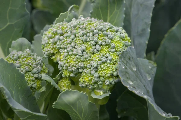 Zralá Hlava Brokolice Zblízka Nevybrané Zahradě — Stock fotografie