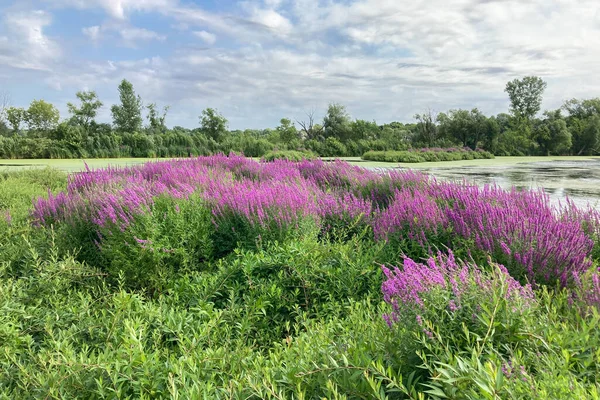 Vibrerande Lila Frigående Plantering Mellanvästern Marsh — Stockfoto