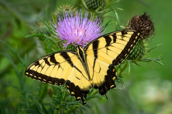 Pollinisationqueue Hirondelle Tigrée Est Papillon Sur Chardon Violet — Photo