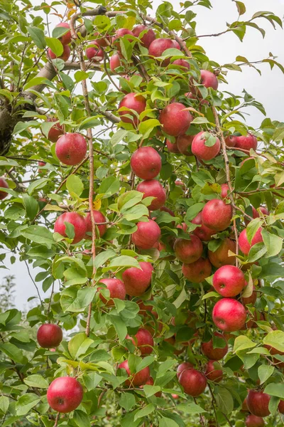 Autumnal Apple Orchard Rural Minnesota — Stock Photo, Image