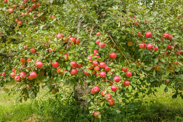 Autumnal Apple Orchard Rural Minnesota — Stock Photo, Image