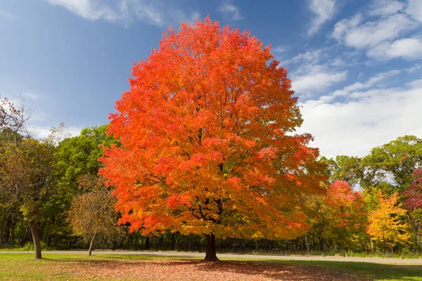 위스콘신주 윌로우 공원의 가을에 메이플 — 스톡 사진