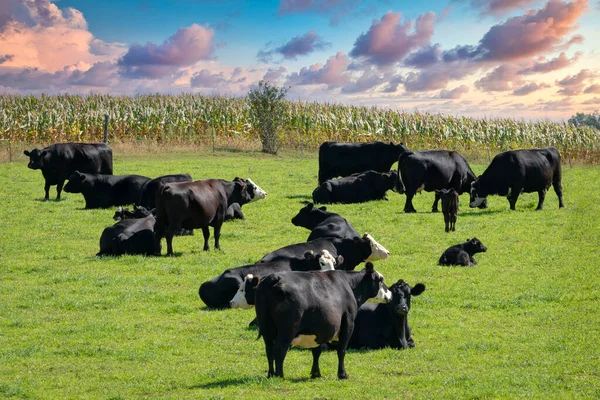 Herd Black Baldy Cattle Grazing Wisconsin Pasture Dramatic Sky — Stock Photo, Image