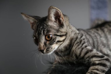 Stüdyoda gri arka planda gri kedi portresi