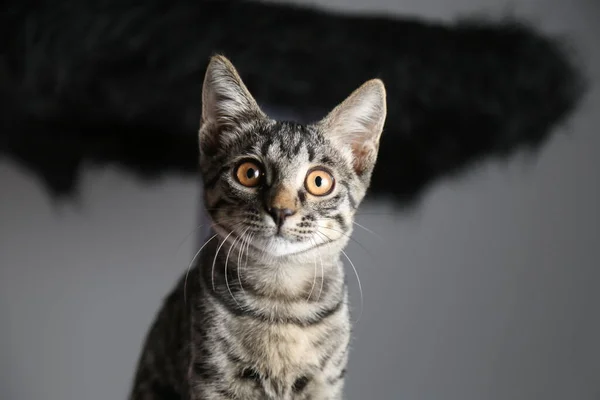 灰色の背景を持つスタジオでの灰色の猫の肖像 — ストック写真