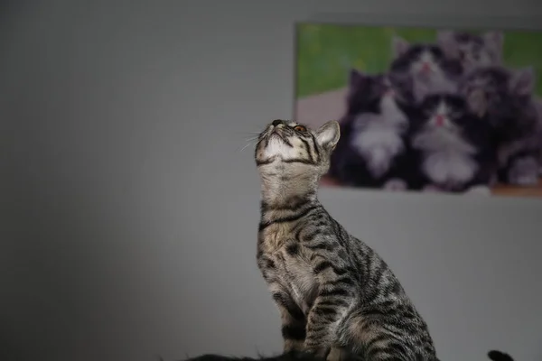 Graues Katzenporträt Studio Mit Grauem Hintergrund — Stockfoto