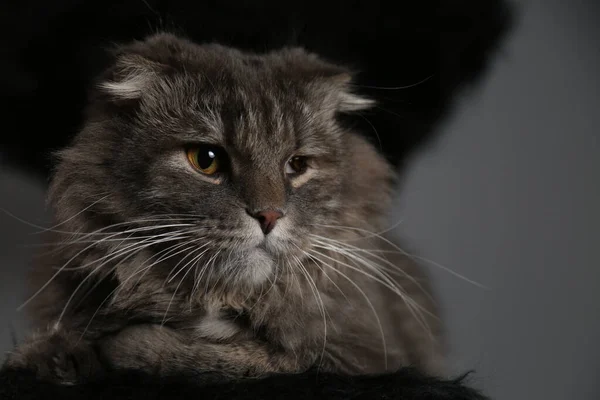 Портрет Сірої Кішки Студії Сірим Фоном — стокове фото