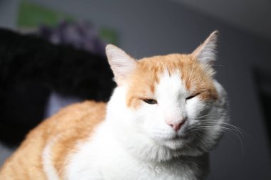 Kızıl kedi stüdyoda Gray 'in arka planına bakıyor.