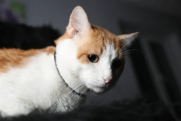 Ginger Cat Olhando Para Câmera Estúdio Com Fundo Cinza — Fotografia de Stock