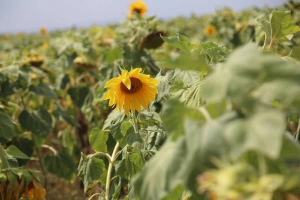 Sonnenblume Überfluss Feld Mit Blauem Himmel Hintergrund — Stockfoto