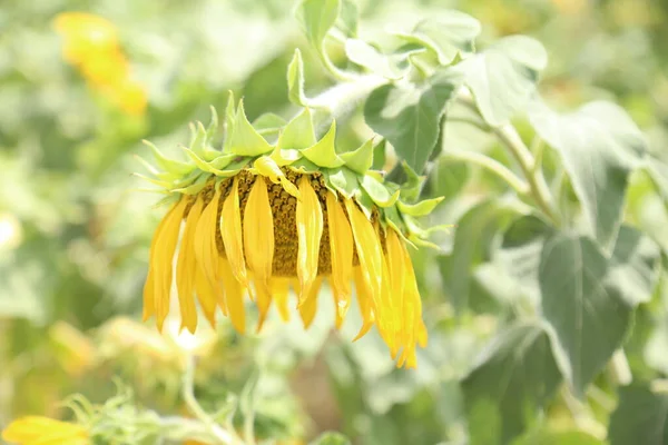 Bereketli tarlada mavi parlak arkaplanlı ayçiçeği