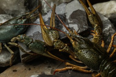 Canlı, nehir yemekleri. Suda yaşayan kerevit. - Kanser. Büyük ıstakoz..