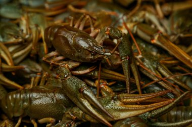 Canlı, nehir yemekleri. Suda yaşayan kerevit. - Kanser. Büyük ıstakoz..