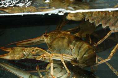 Canlı, nehir yemekleri. Suda yaşayan kerevit. - Kanser. Büyük ıstakoz..