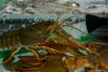Canlı, nehir yemekleri. Suda yaşayan kerevit. - Kanser. Büyük ıstakoz..
