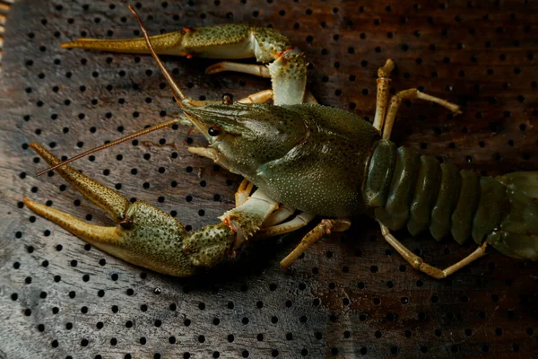 Live River Food Living Crayfish Water Cancers Large Lobster — Stock Photo, Image