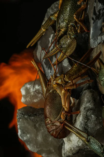 Makanan Sungai Yang Hidup Hidup Udang Karang Dalam Air Kanker — Stok Foto