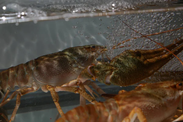 Canlı, nehir yemekleri. Suda yaşayan kerevit. - Kanser. Büyük ıstakoz..
