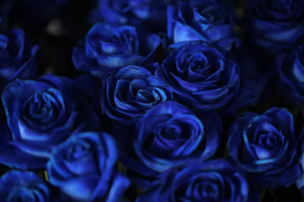 Güzel mavi güller, çiçek arka plan.