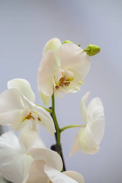 Красивый Тропический Цветок Орхидеи Изолированный Белый Цветок Орхидеи Белый Фон — стоковое фото