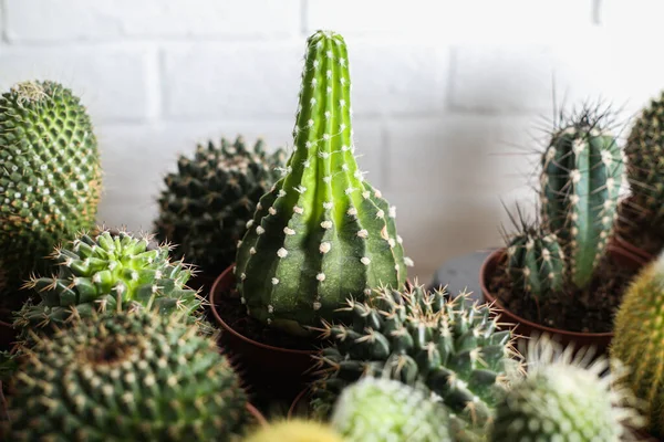 Kaktus Topf Aloe Und Andere Sukkulenten Einem Bunten Keramiktopf — Stockfoto