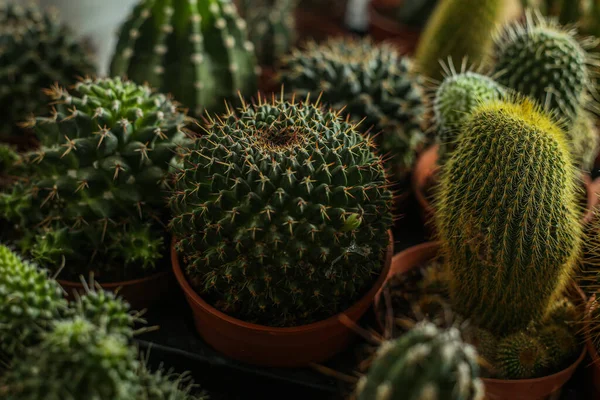 Kaktus Topf Aloe Und Andere Sukkulenten Einem Bunten Keramiktopf — Stockfoto