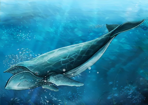 クジラ — ストック写真