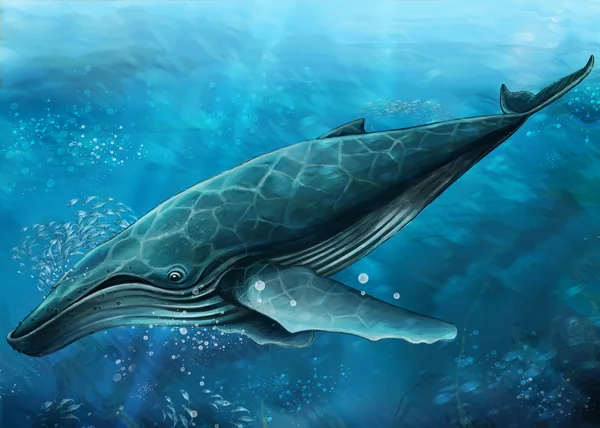 ปลาวาฬ — ภาพถ่ายสต็อก