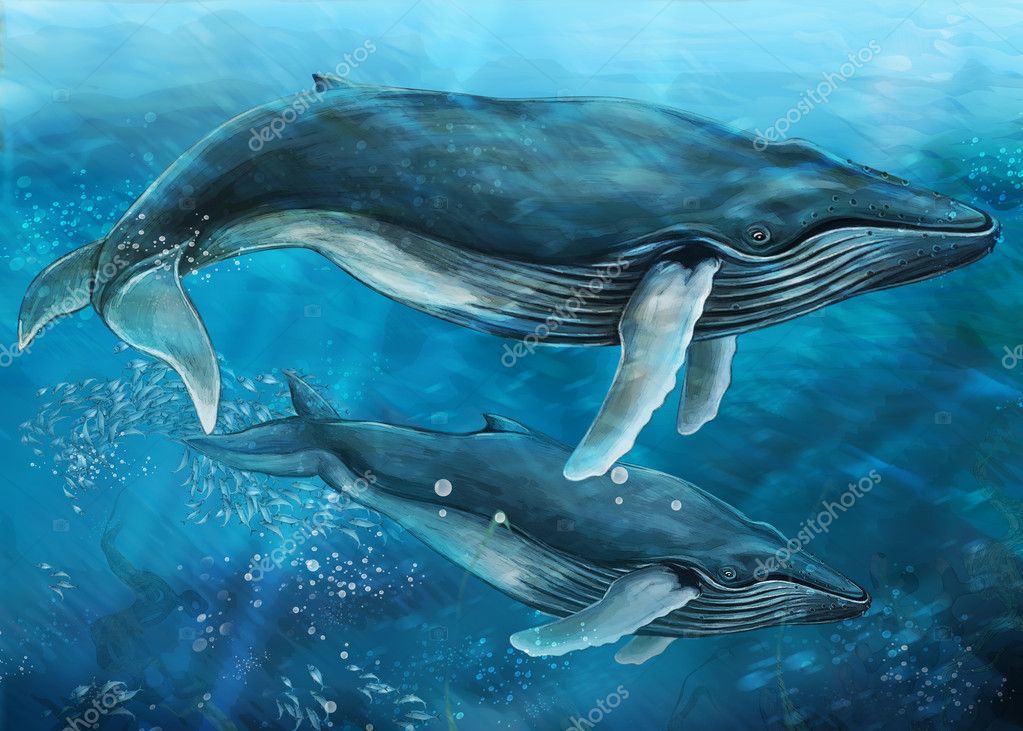 クジラ写真素材 ロイヤリティフリークジラ画像 Depositphotos