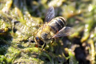 Makro, bir arı yakın çekim shot