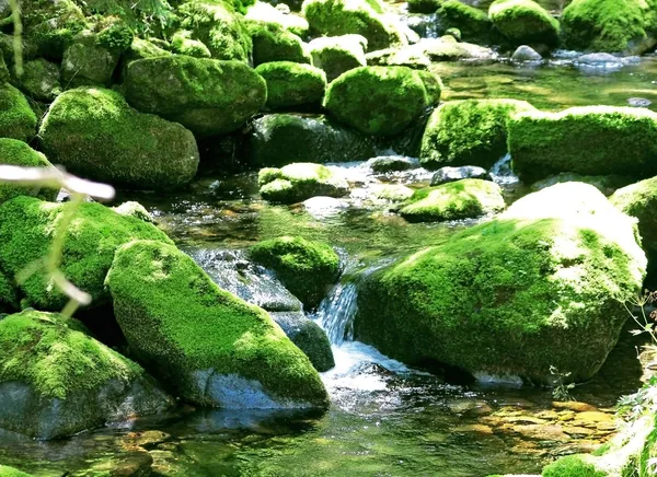 Rocce ricoperte di muschio in un letto di fiume — Foto Stock