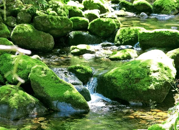 Rochers couverts de mousse dans un lit de rivière — Photo