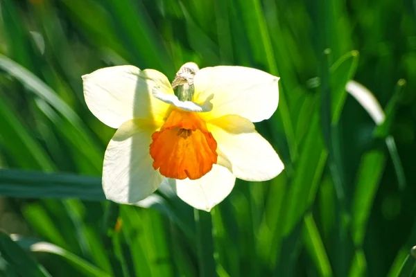 Narcissus — Stock Image Narcissus Stock Photo