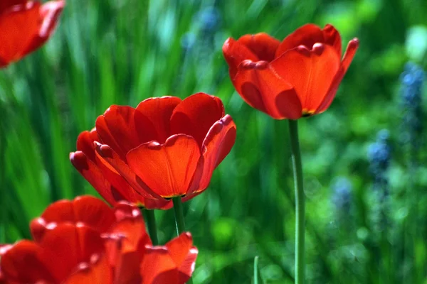 Tulpen — Stockfoto