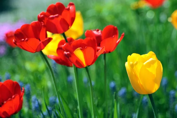 Tulpen — Stockfoto