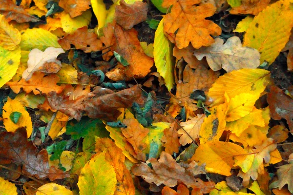 Herbstlaub hautnah — Stockfoto