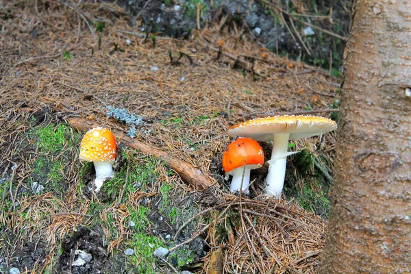 Poisonous mushrooms — Stock Photo, Image