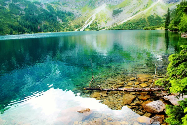 Vacker grön skog — Stockfoto