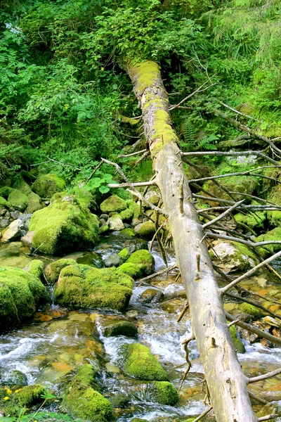 Vacker grön skog — Stockfoto