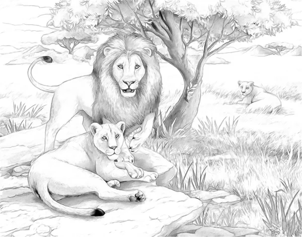 Safari - lions - coloring page- illustration for the children — Stock Photo, Image