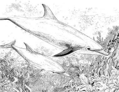 mercan - çizim çocuklar için