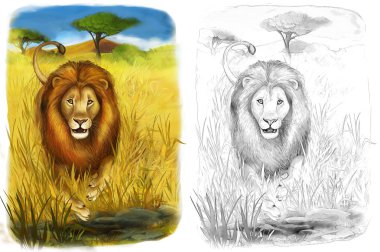 safari - aslan - sayfa - illüstrasyon çocuklar için boyama