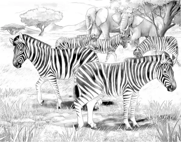 Safari - zebry a slony - barevné stránky ilustrace pro děti — Stock fotografie