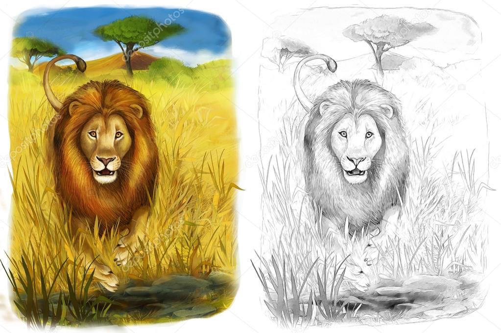 Safari - lions - coloring page - illustration for the children